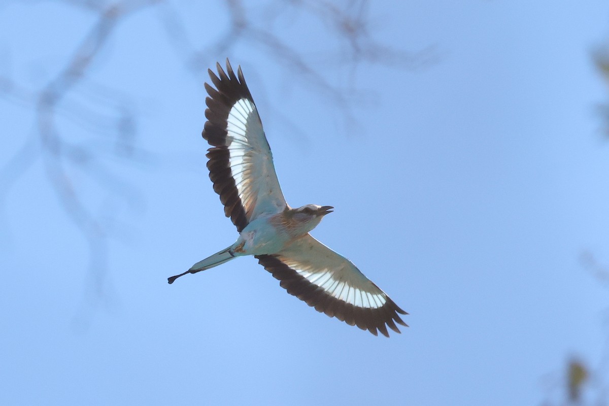 Racket-tailed Roller - ML621196225