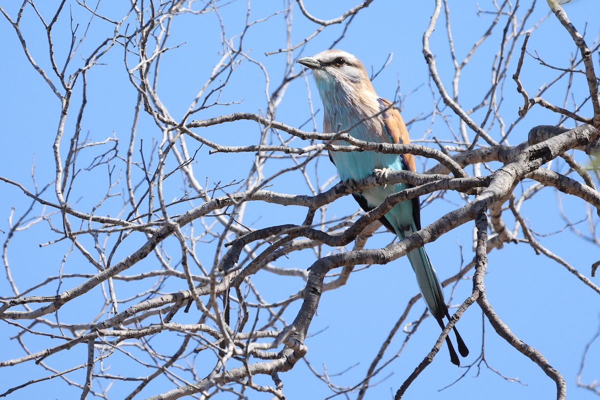 Racket-tailed Roller - ML621196226
