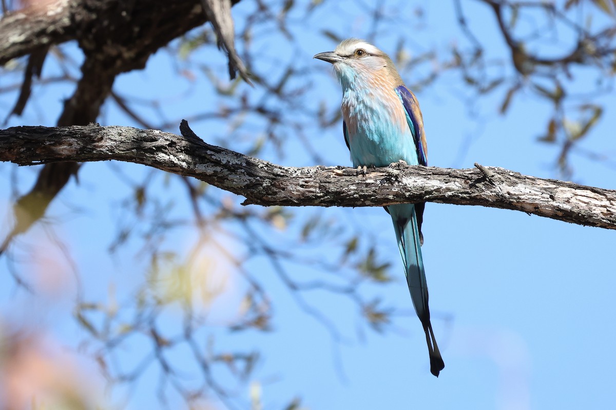 Racket-tailed Roller - ML621196227