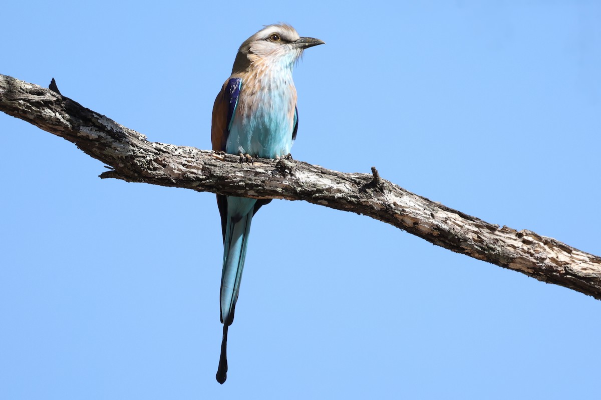 Racket-tailed Roller - ML621196228