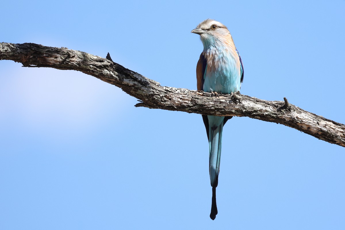 Racket-tailed Roller - ML621196229