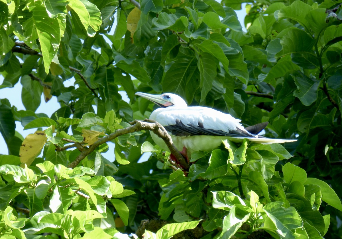 Red-footed Booby (Indopacific) - ML621196243