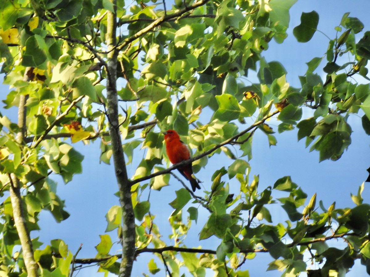 Scarlet Tanager - ML621196257