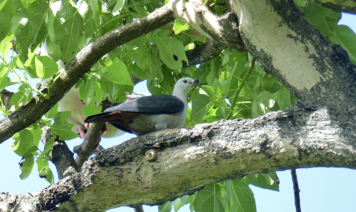 Pacific Imperial-Pigeon - ML621196274