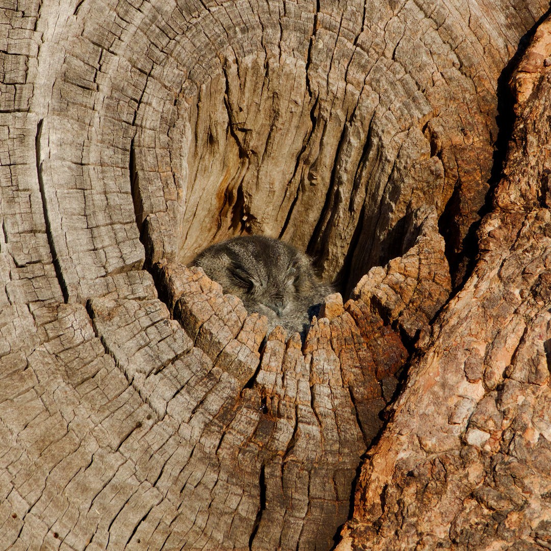 Australian Owlet-nightjar - ML621196279