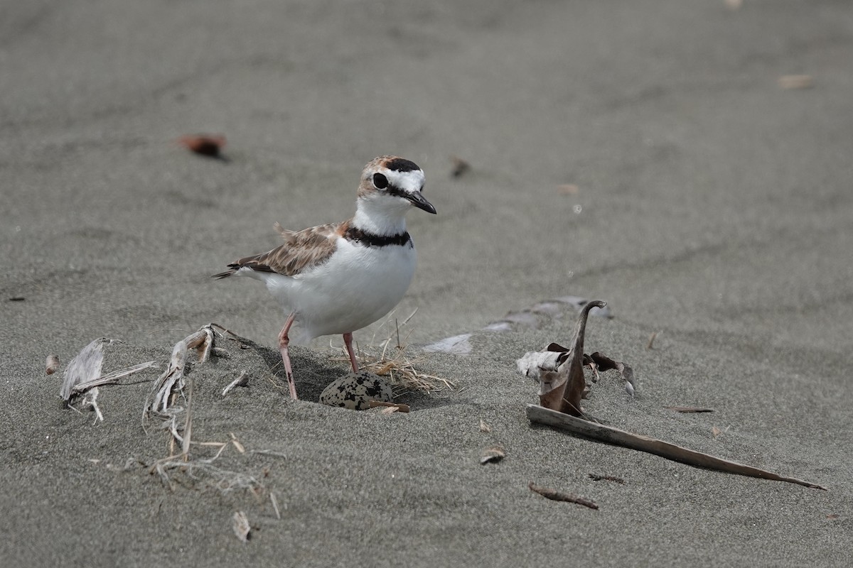 Collared Plover - ML621196285