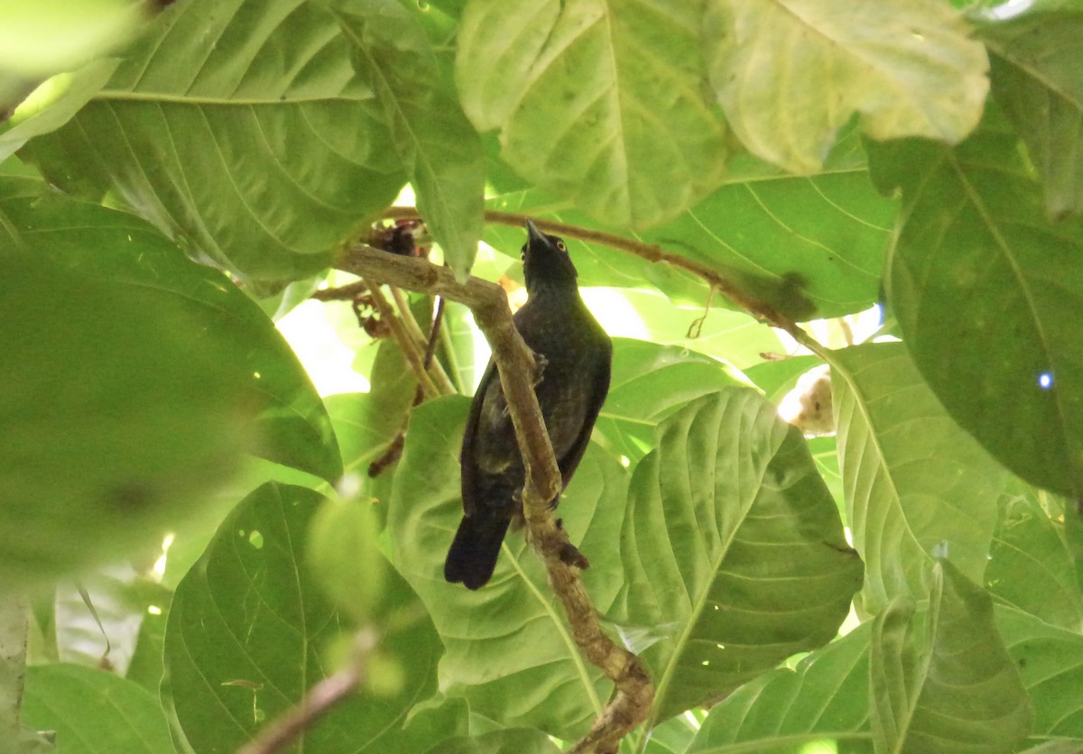 Atoll Starling - ML621196294