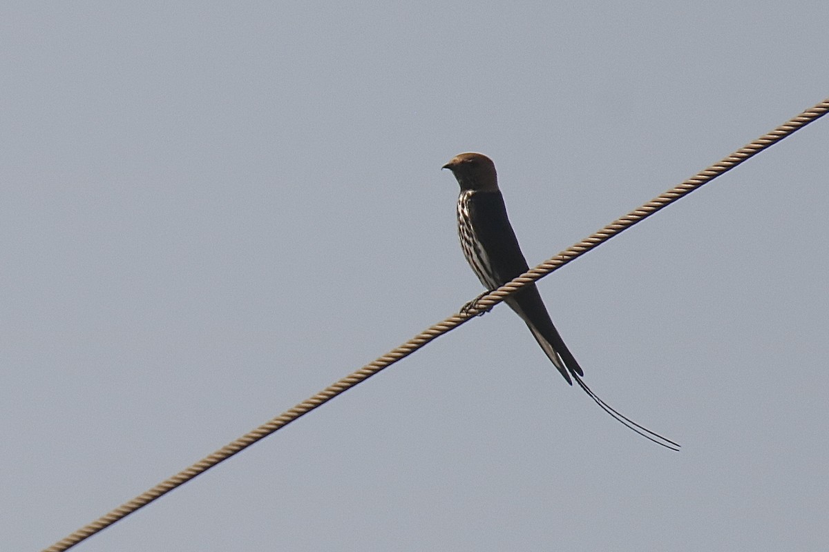 Lesser Striped Swallow - ML621196322