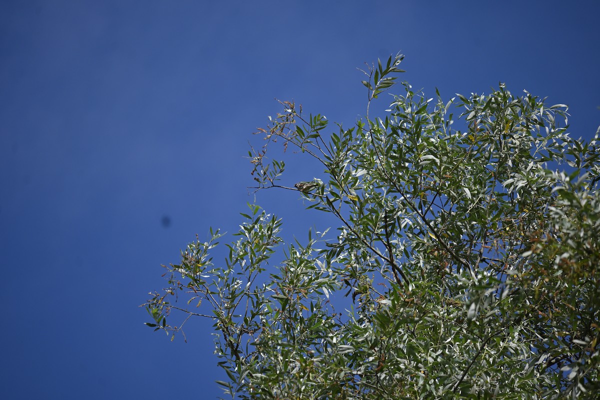Eurasian Tree Sparrow - ML621196326