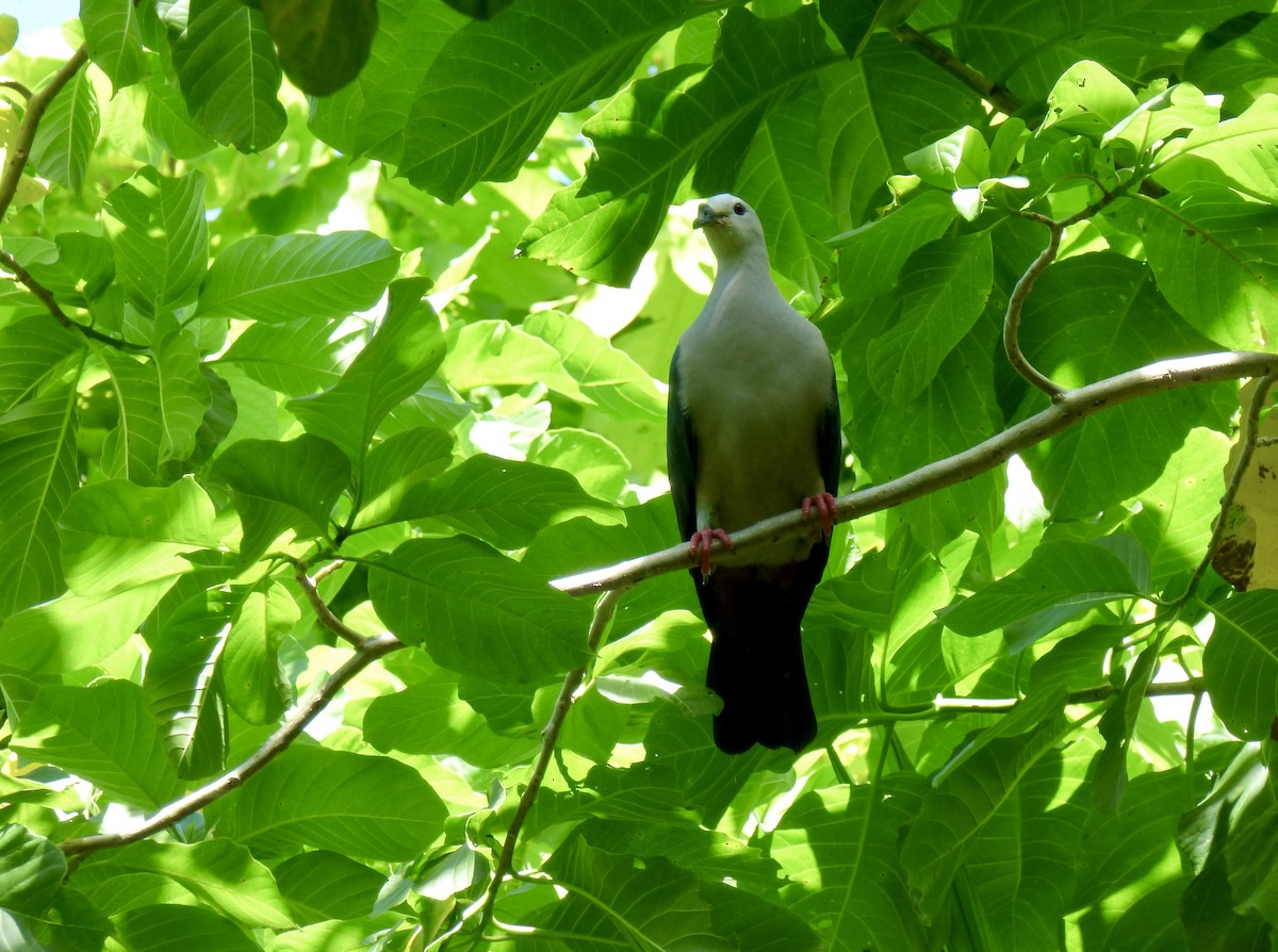 Pacific Imperial-Pigeon - ML621196334