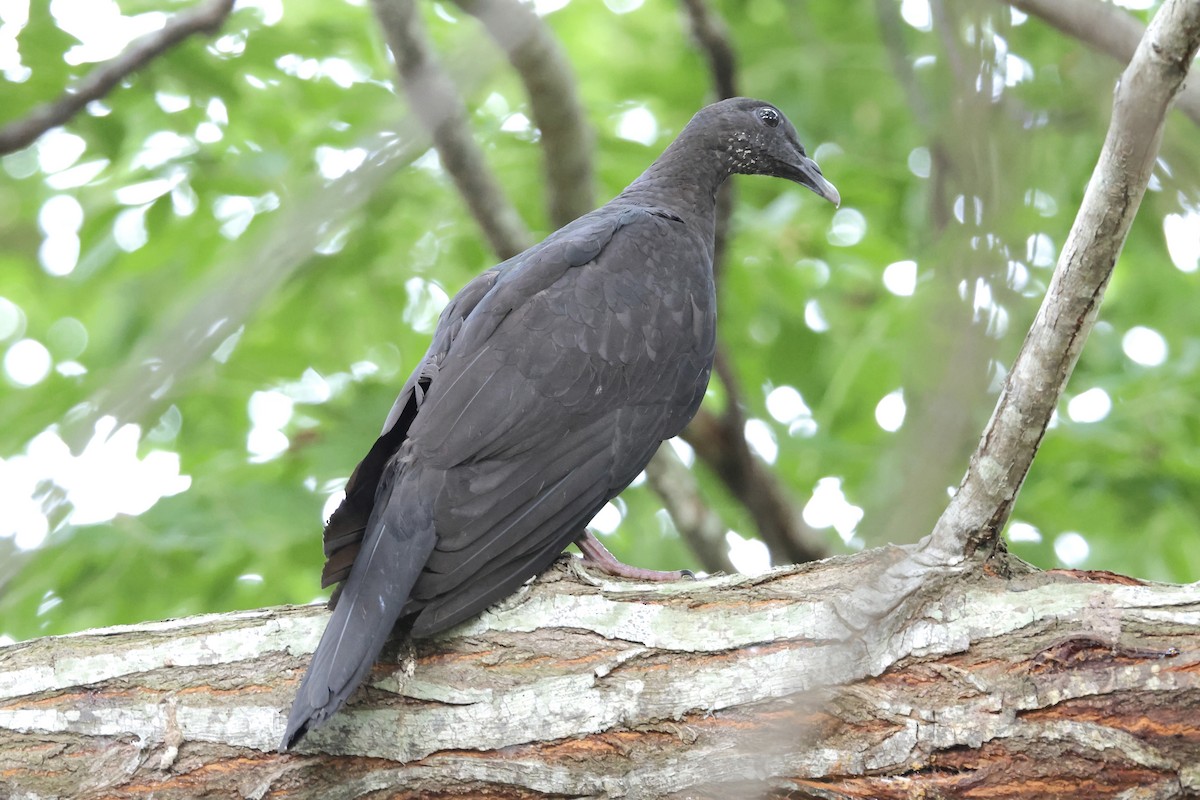 Black Wood-Pigeon - ML621196336