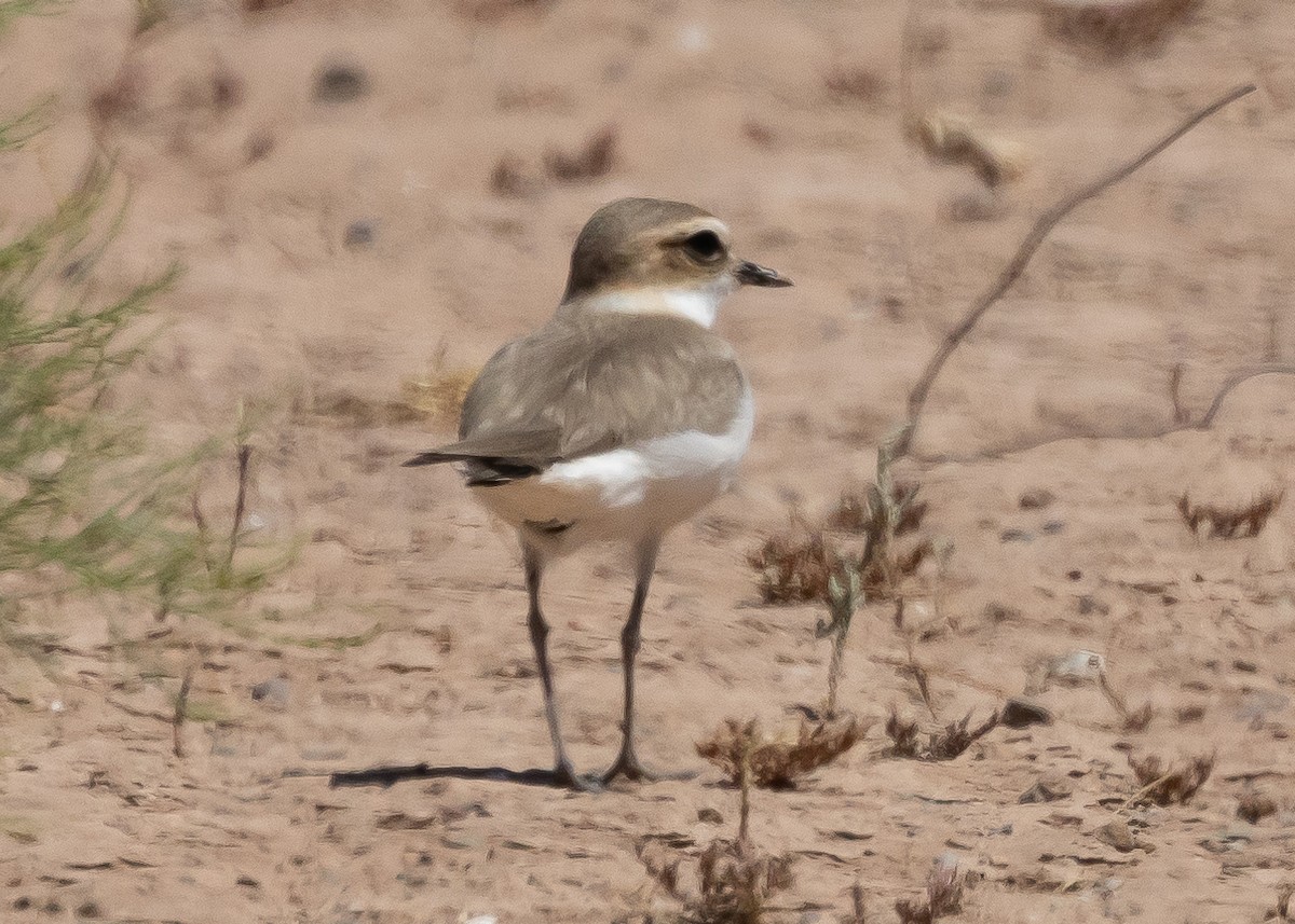 Little Ringed Plover (curonicus) - ML621196340