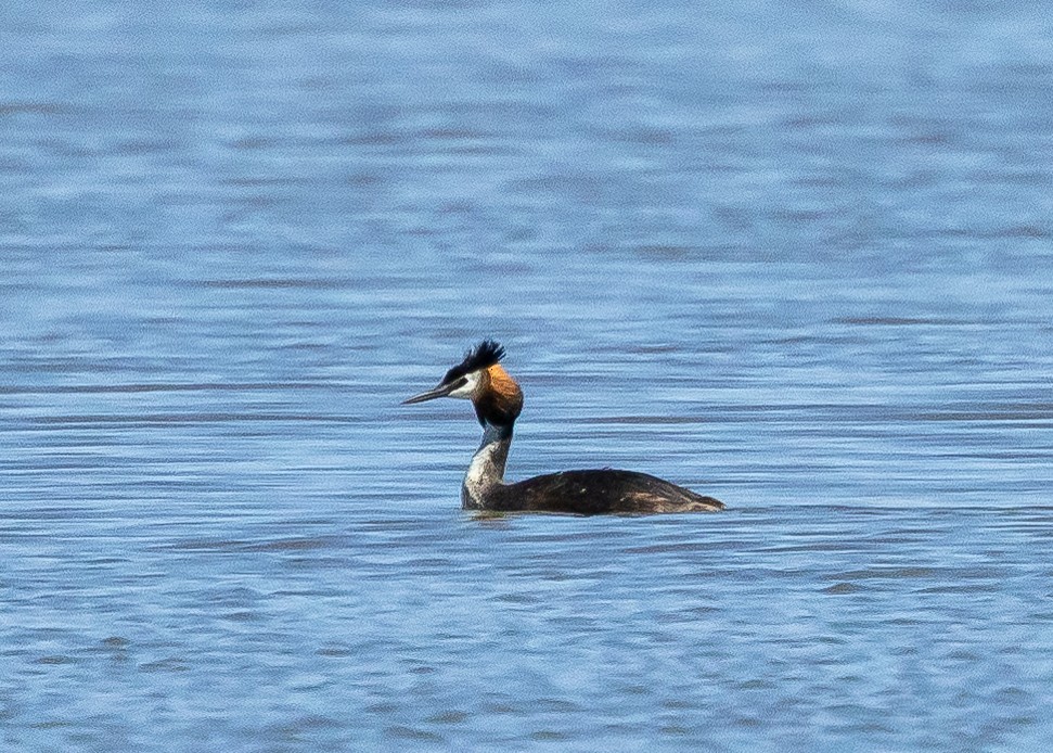 Great Crested Grebe - ML621196342