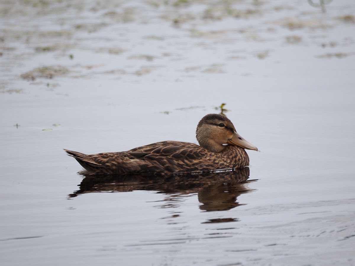 Mottled Duck - ML621196343