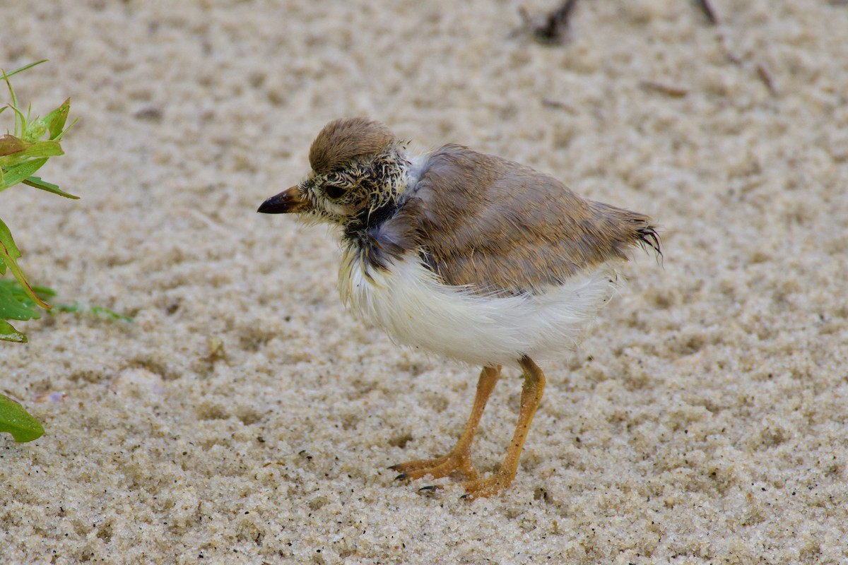 Piping Plover - ML621196390