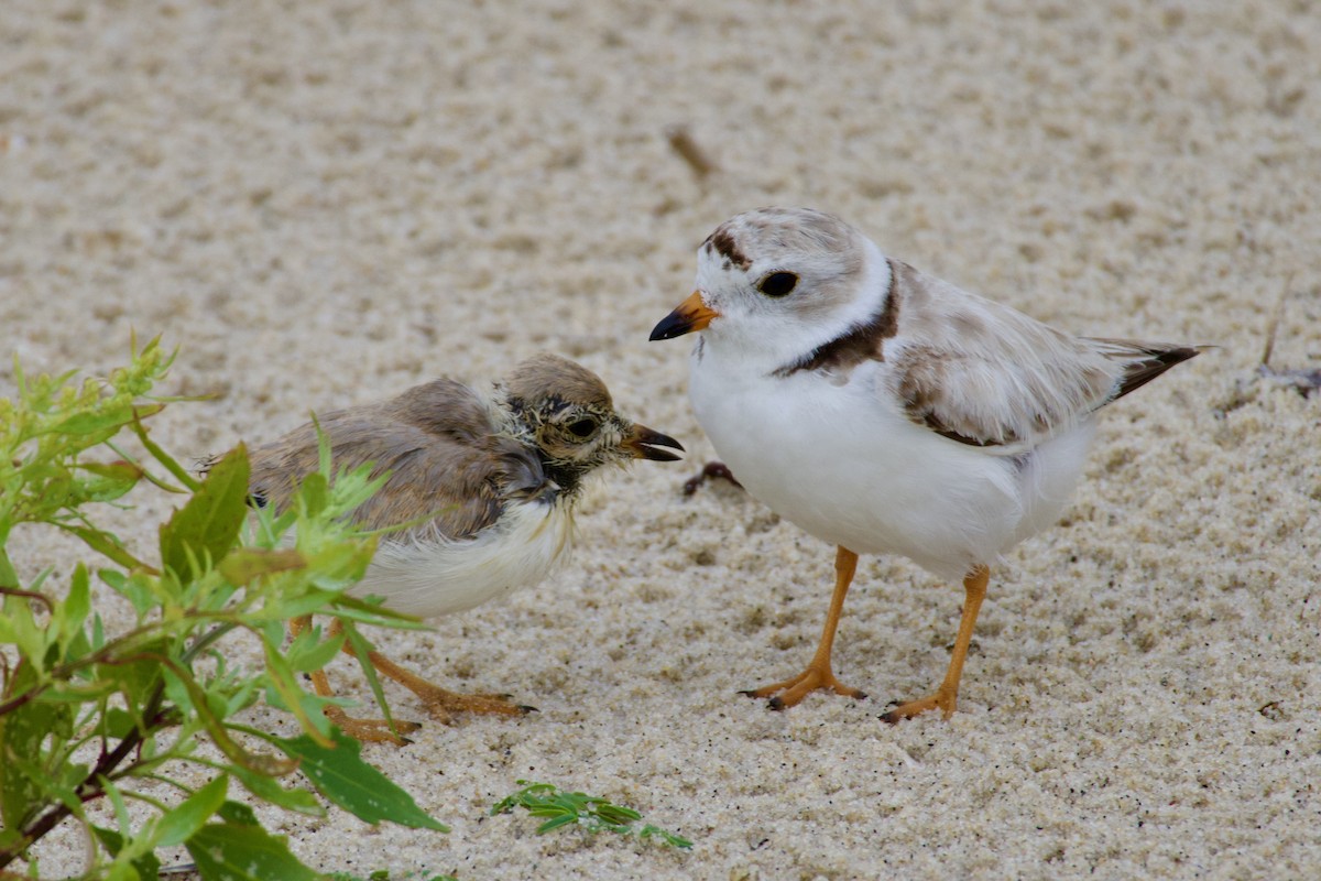 Piping Plover - ML621196392
