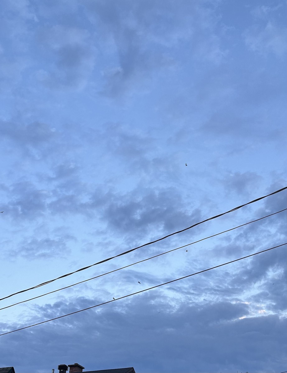 rorýs ostnitý - ML621196395