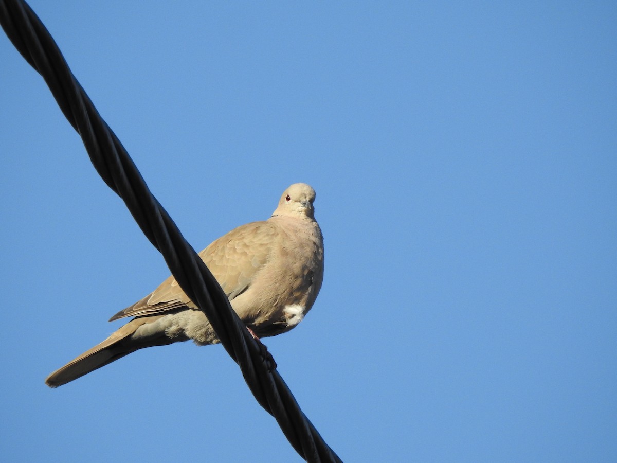 Eurasian Collared-Dove - ML621196409