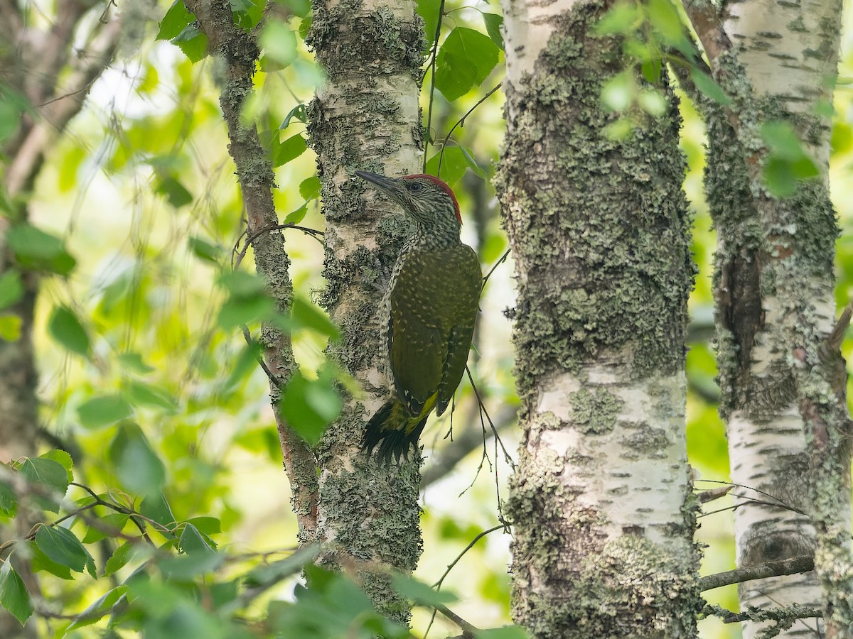 Eurasian Green Woodpecker (Eurasian) - ML621196427