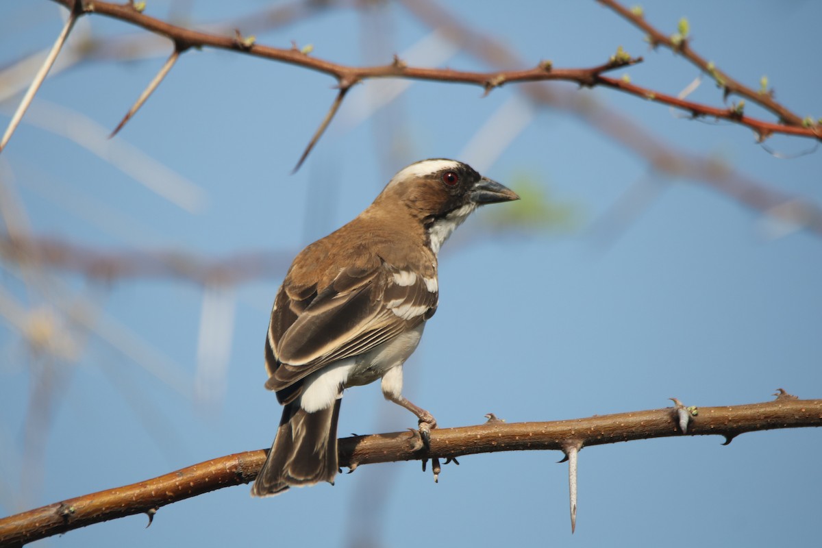 White-browed Sparrow-Weaver - ML621196454
