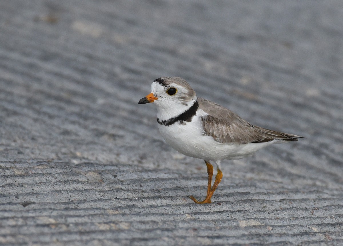 Piping Plover - ML621196460