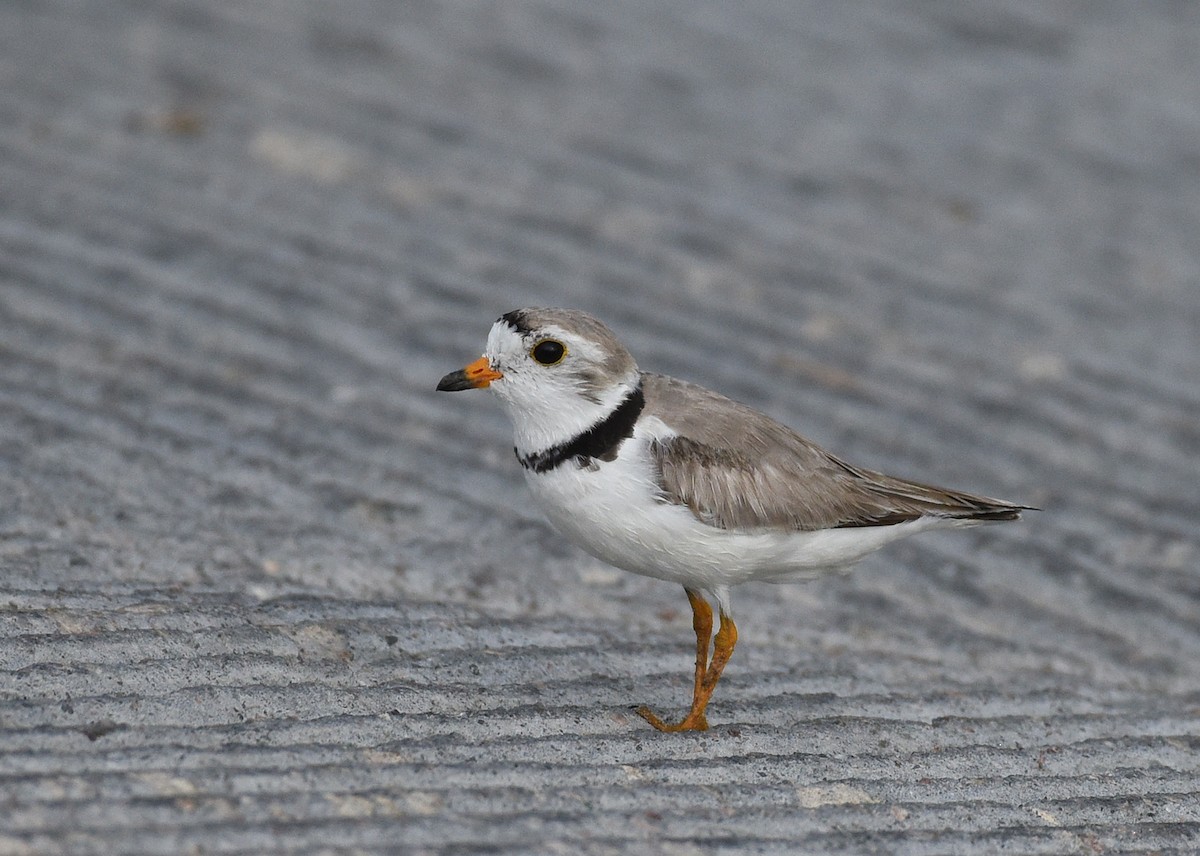 Piping Plover - ML621196461