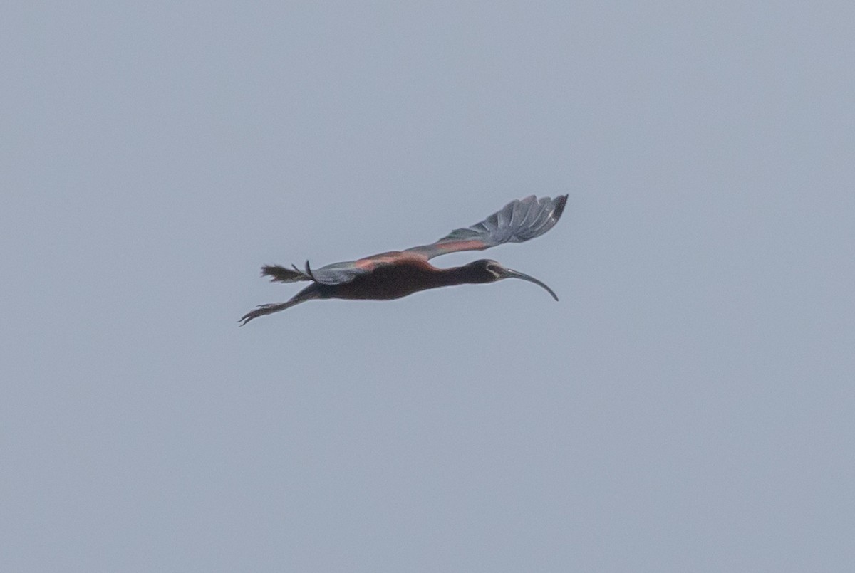 ibis americký - ML621196469