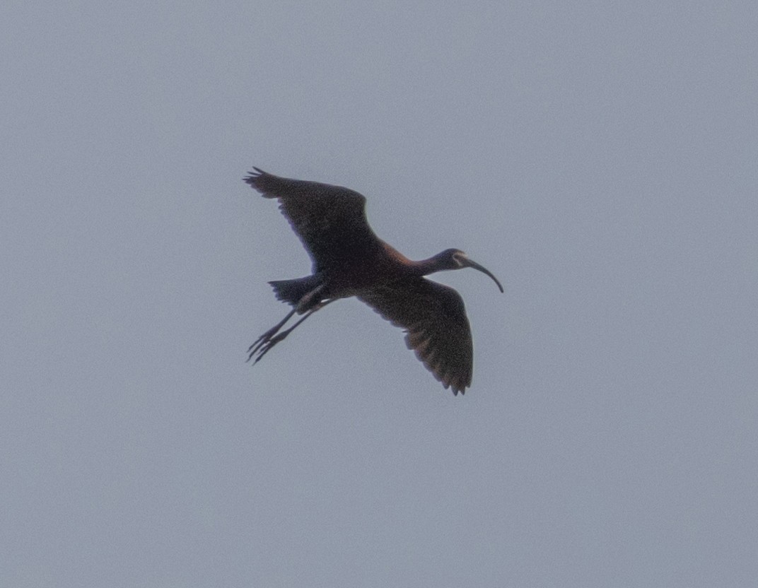 ibis americký - ML621196478