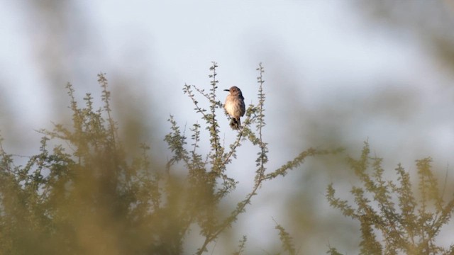 Bendire's Thrasher - ML621196481