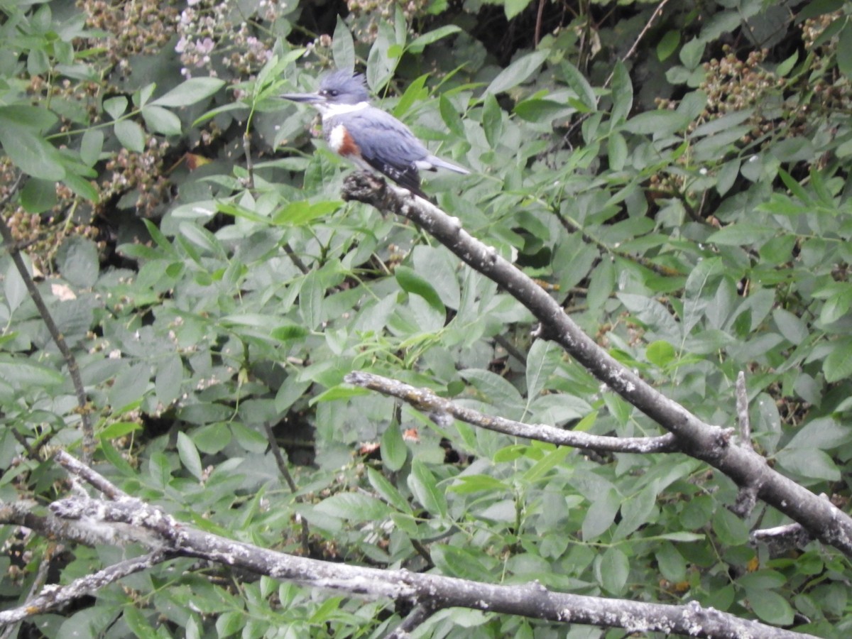 Belted Kingfisher - ML621196494