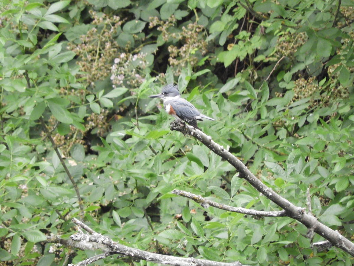 Belted Kingfisher - ML621196495