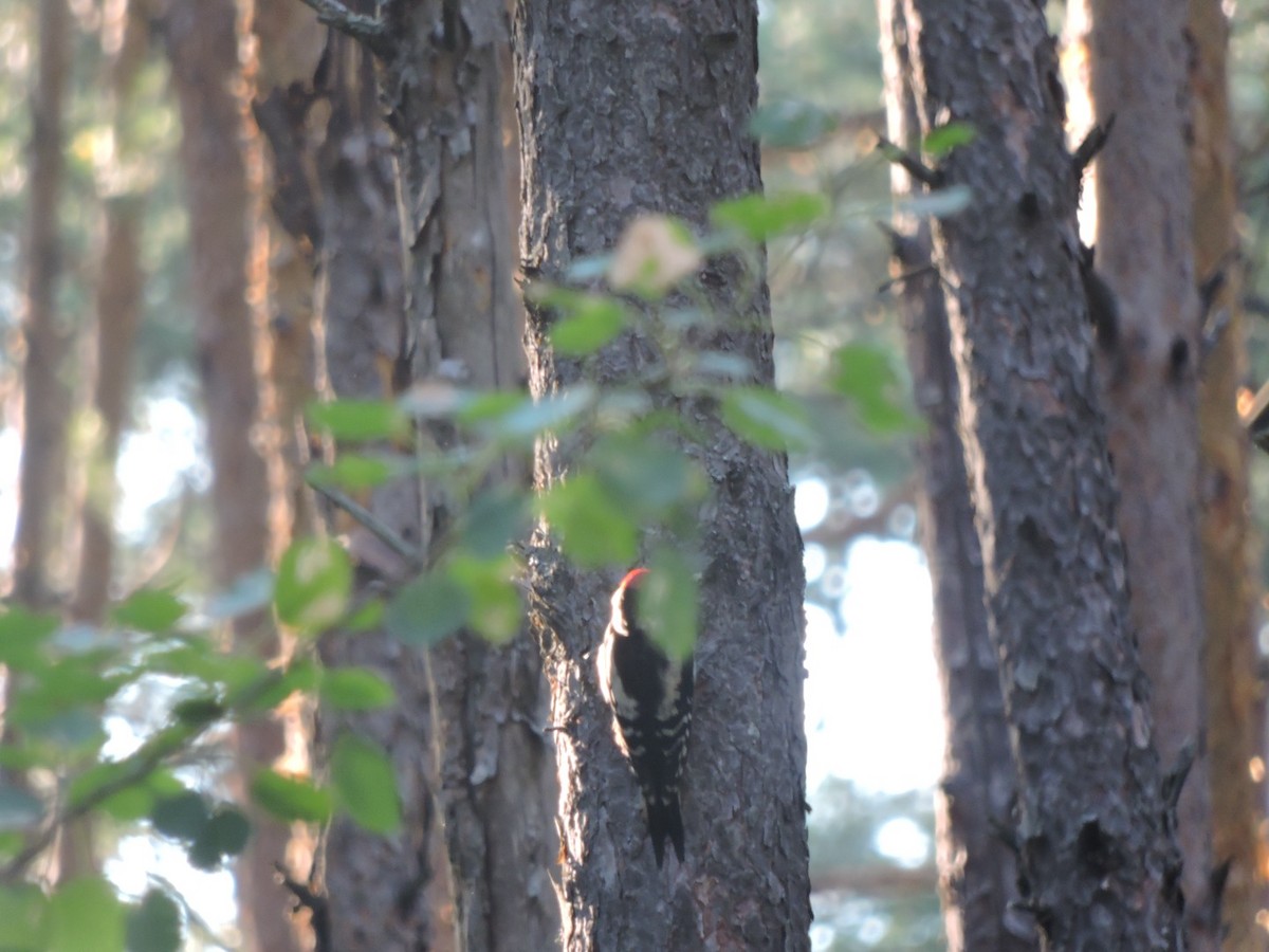 Great Spotted Woodpecker - ML621196497