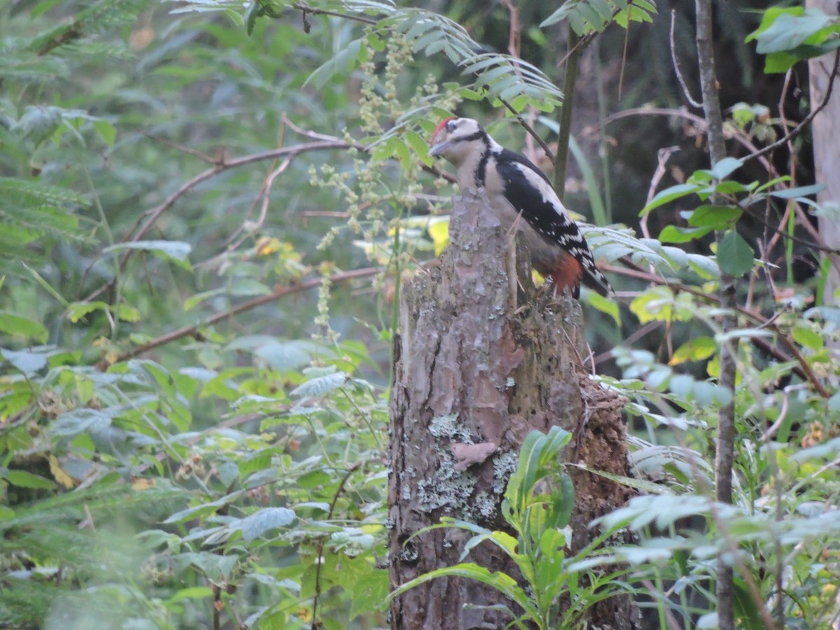 Great Spotted Woodpecker - ML621196498