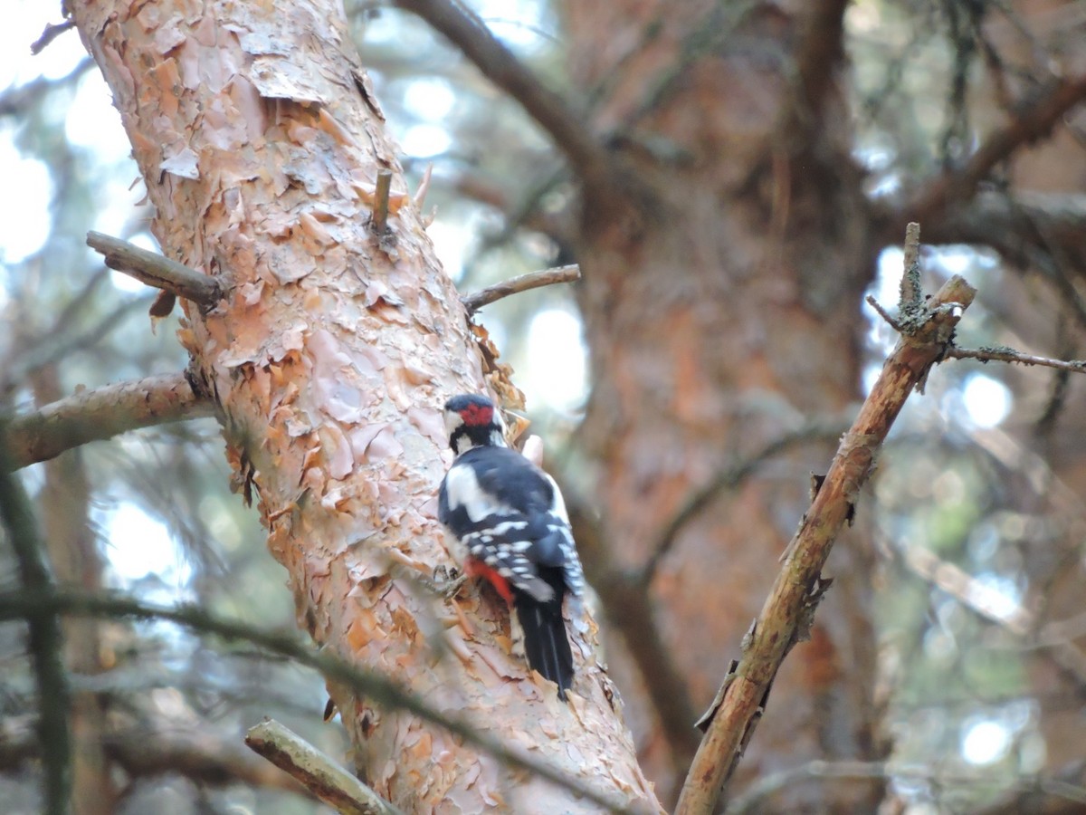 Great Spotted Woodpecker - ML621196499