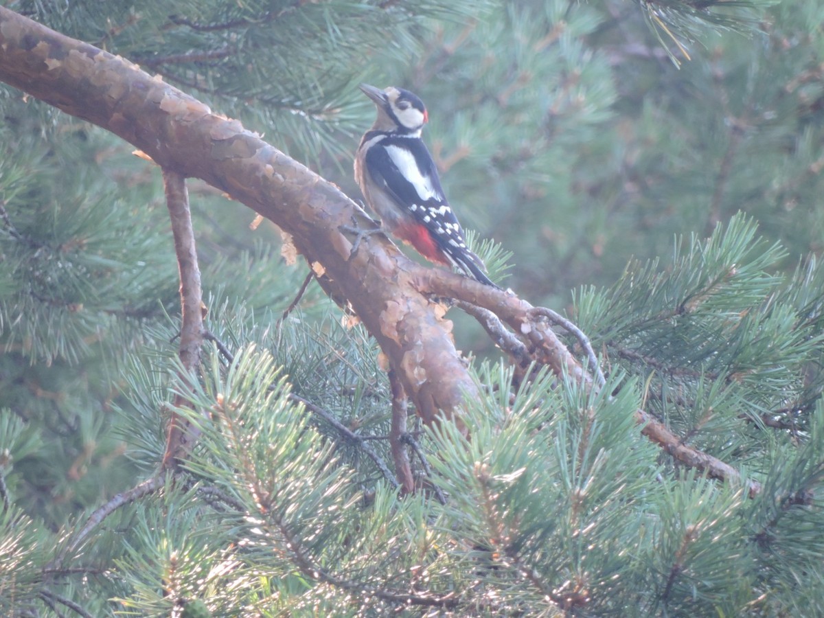 Great Spotted Woodpecker - ML621196500