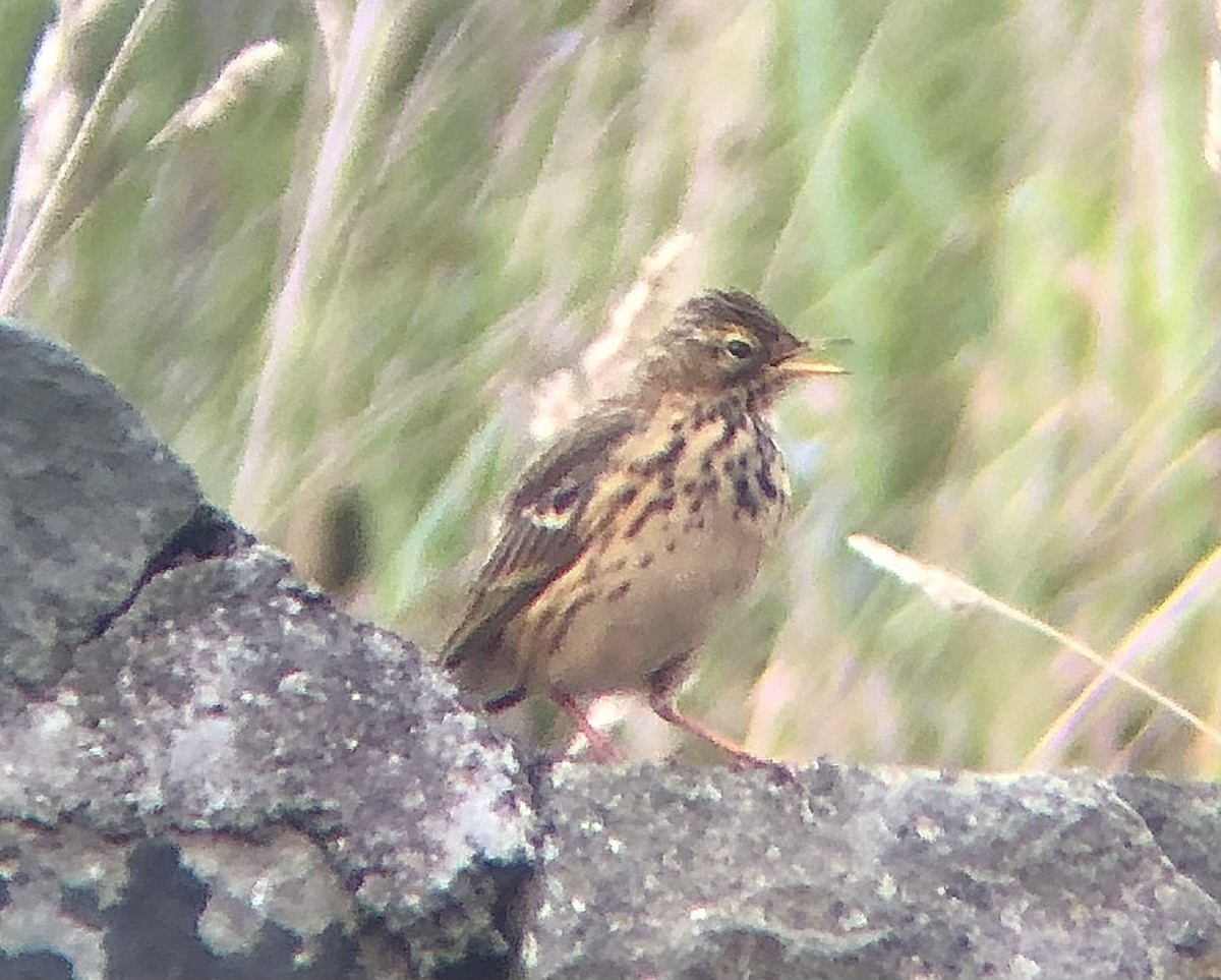 Meadow Pipit - ML621196526