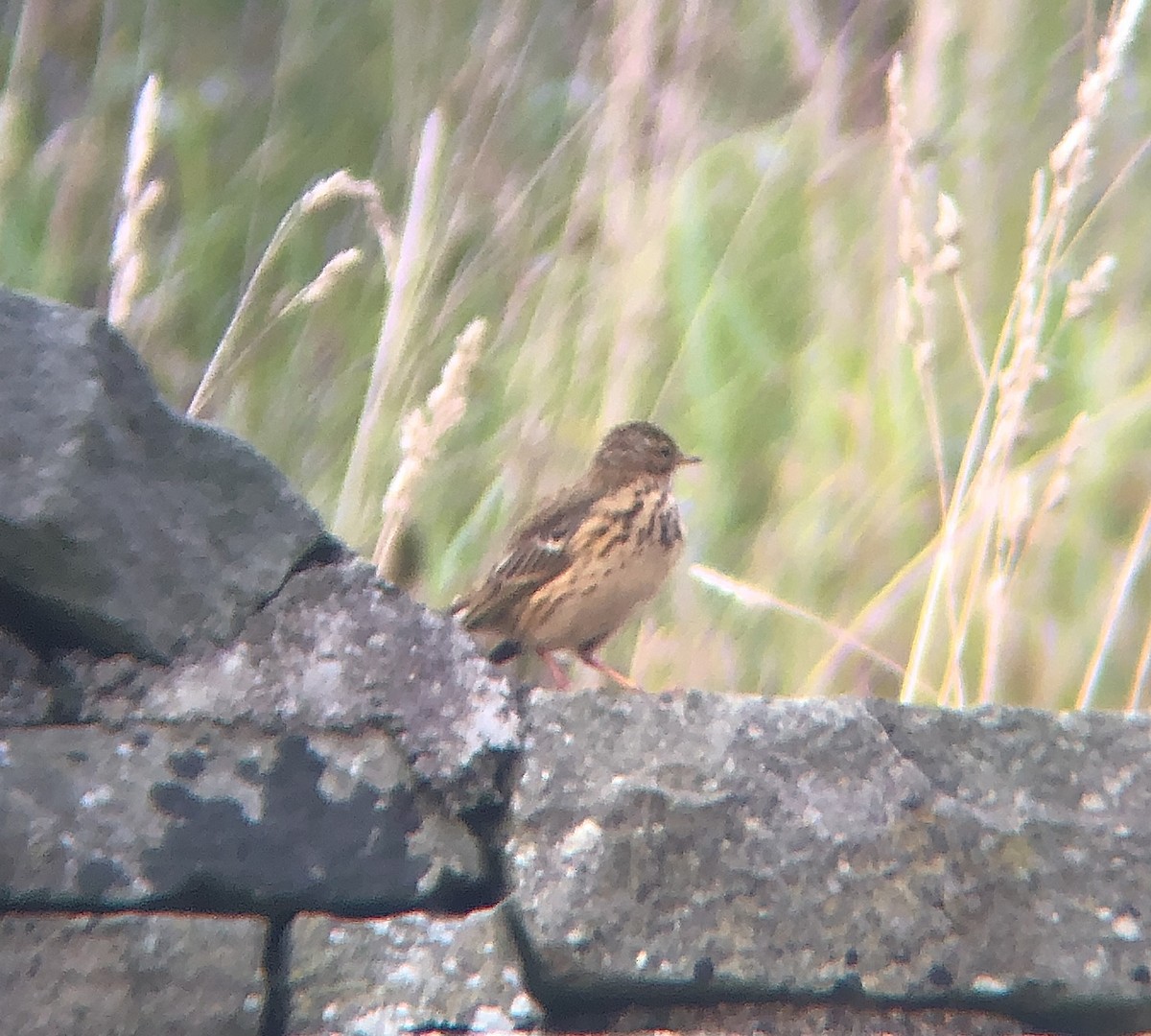 Meadow Pipit - ML621196533