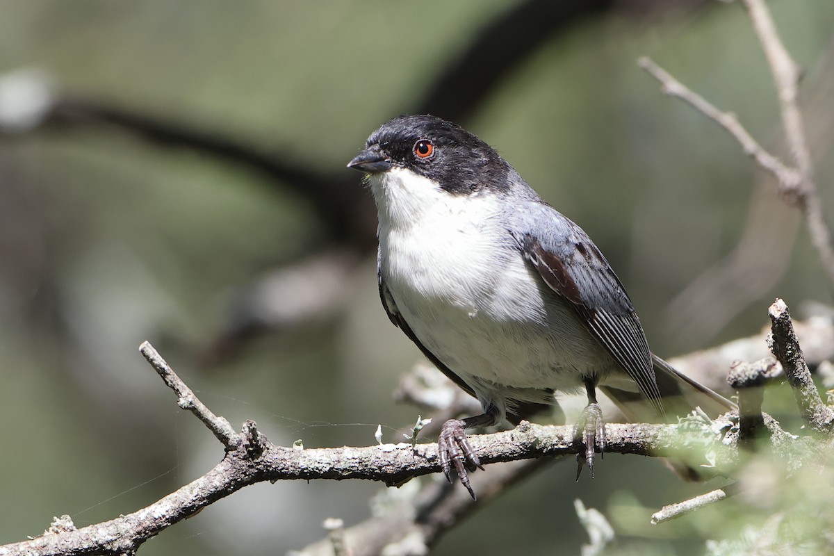 Black-capped Warbling Finch - ML621196545
