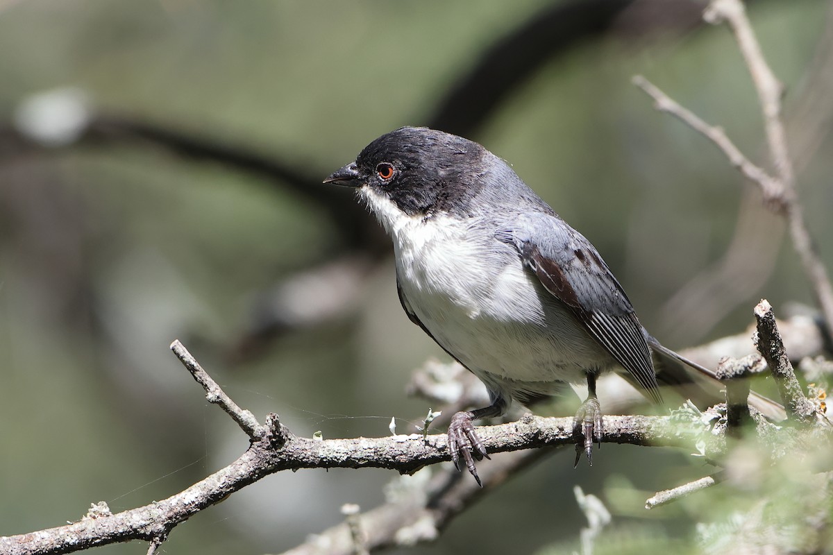 Black-capped Warbling Finch - ML621196547