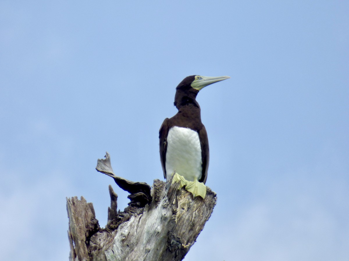 Brown Booby (Forster's) - ML621196549