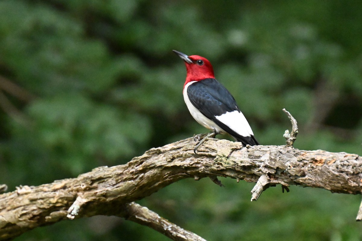 Red-headed Woodpecker - ML621196593