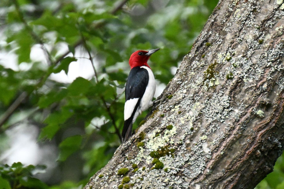 Red-headed Woodpecker - ML621196594