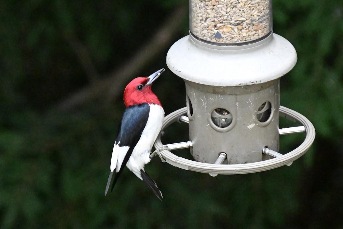 Red-headed Woodpecker - ML621196595