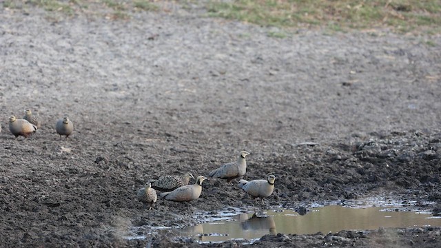 gulstrupesandhøne - ML621196612