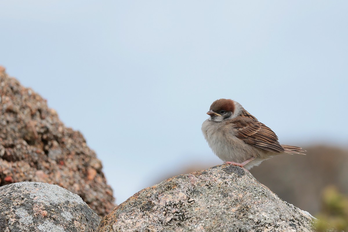Eurasian Tree Sparrow - ML621196647