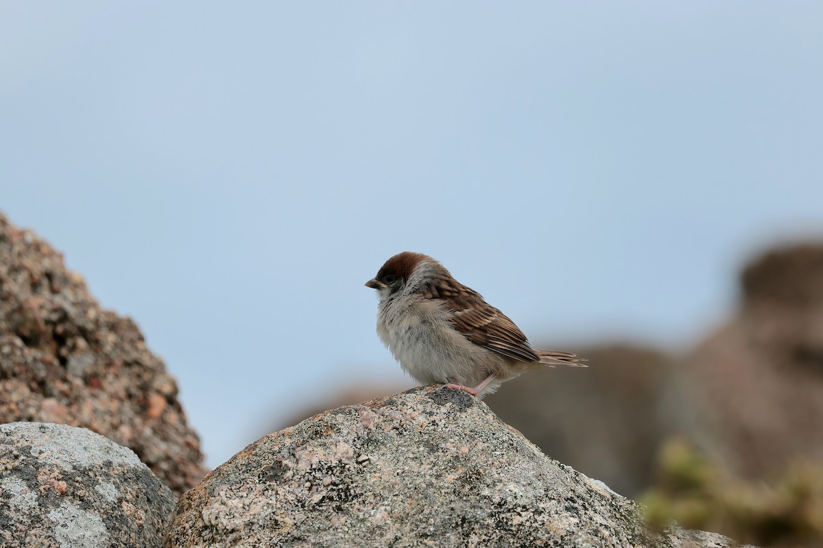 Eurasian Tree Sparrow - ML621196648