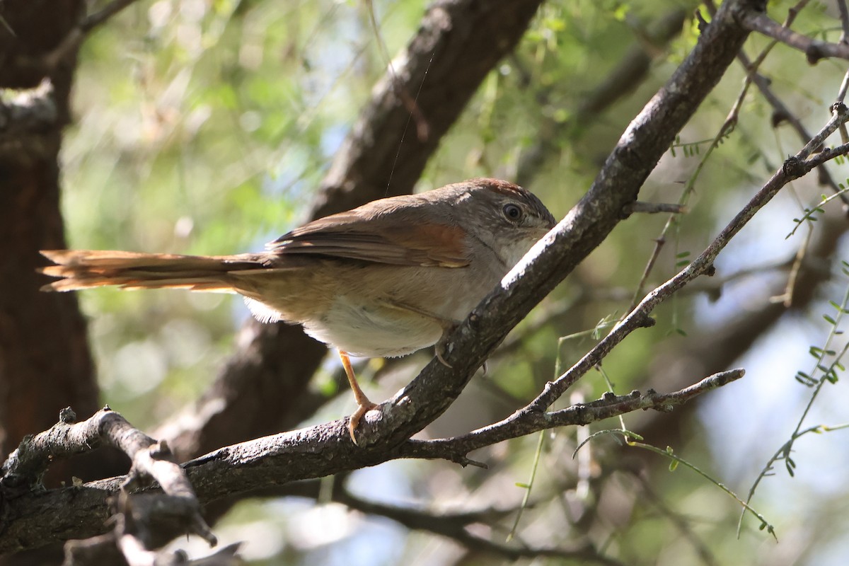 Pale-breasted Spinetail - ML621196654