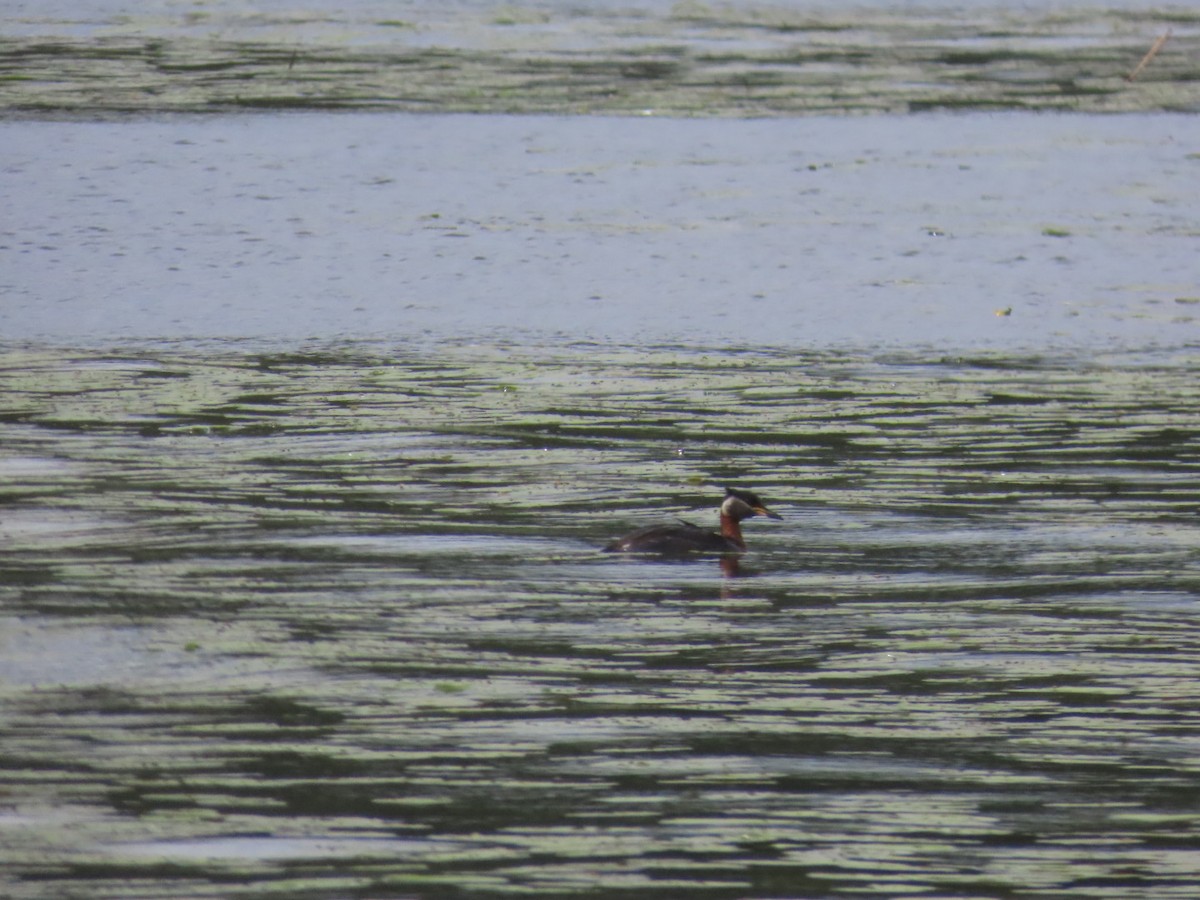 Red-necked Grebe - ML621196657