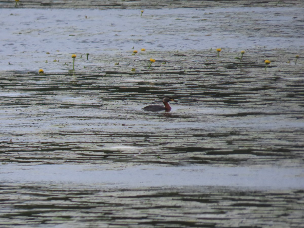Red-necked Grebe - ML621196658