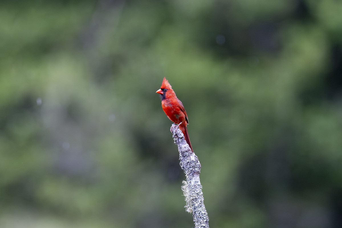 Cardinal rouge - ML621196664